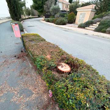 Illegal felling of trees.
